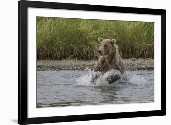 USA, Alaska, Katmai National Park. Grizzly Bear chasing salmon.-Frank Zurey-Framed Photographic Print