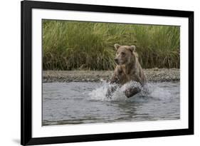 USA, Alaska, Katmai National Park. Grizzly Bear chasing salmon.-Frank Zurey-Framed Photographic Print