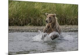 USA, Alaska, Katmai National Park. Grizzly Bear chasing salmon.-Frank Zurey-Mounted Photographic Print