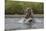 USA, Alaska, Katmai National Park. Grizzly Bear chasing salmon.-Frank Zurey-Mounted Photographic Print