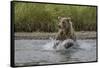 USA, Alaska, Katmai National Park. Grizzly Bear chasing salmon.-Frank Zurey-Framed Stretched Canvas