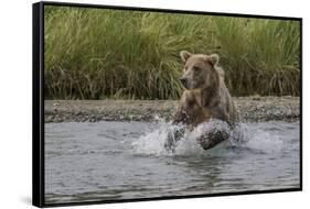 USA, Alaska, Katmai National Park. Grizzly Bear chasing salmon.-Frank Zurey-Framed Stretched Canvas