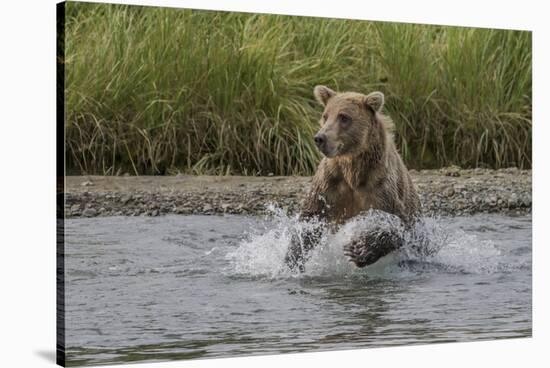 USA, Alaska, Katmai National Park. Grizzly Bear chasing salmon.-Frank Zurey-Stretched Canvas