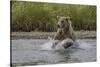 USA, Alaska, Katmai National Park. Grizzly Bear chasing salmon.-Frank Zurey-Stretched Canvas