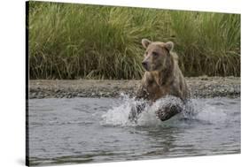 USA, Alaska, Katmai National Park. Grizzly Bear chasing salmon.-Frank Zurey-Stretched Canvas