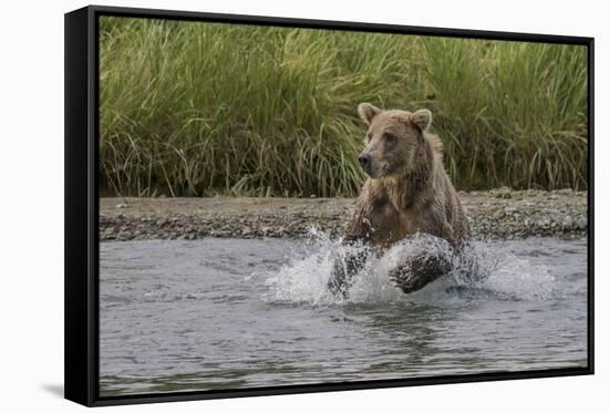 USA, Alaska, Katmai National Park. Grizzly Bear chasing salmon.-Frank Zurey-Framed Stretched Canvas