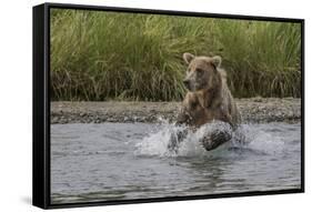 USA, Alaska, Katmai National Park. Grizzly Bear chasing salmon.-Frank Zurey-Framed Stretched Canvas