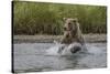 USA, Alaska, Katmai National Park. Grizzly Bear chasing salmon.-Frank Zurey-Stretched Canvas