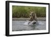 USA, Alaska, Katmai National Park. Grizzly Bear chasing salmon.-Frank Zurey-Framed Photographic Print