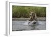 USA, Alaska, Katmai National Park. Grizzly Bear chasing salmon.-Frank Zurey-Framed Photographic Print