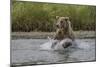 USA, Alaska, Katmai National Park. Grizzly Bear chasing salmon.-Frank Zurey-Mounted Photographic Print