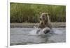 USA, Alaska, Katmai National Park. Grizzly Bear chasing salmon.-Frank Zurey-Framed Photographic Print