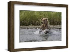 USA, Alaska, Katmai National Park. Grizzly Bear chasing salmon.-Frank Zurey-Framed Photographic Print