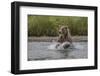 USA, Alaska, Katmai National Park. Grizzly Bear chasing salmon.-Frank Zurey-Framed Photographic Print