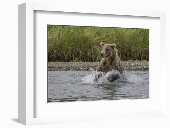 USA, Alaska, Katmai National Park. Grizzly Bear chasing salmon.-Frank Zurey-Framed Photographic Print