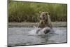 USA, Alaska, Katmai National Park. Grizzly Bear chasing salmon.-Frank Zurey-Mounted Photographic Print