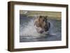 USA, Alaska, Katmai National Park. Grizzly Bear chasing salmon.-Frank Zurey-Framed Photographic Print