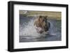 USA, Alaska, Katmai National Park. Grizzly Bear chasing salmon.-Frank Zurey-Framed Photographic Print