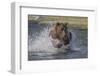 USA, Alaska, Katmai National Park. Grizzly Bear chasing salmon.-Frank Zurey-Framed Photographic Print