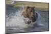 USA, Alaska, Katmai National Park. Grizzly Bear chasing salmon.-Frank Zurey-Mounted Photographic Print