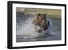 USA, Alaska, Katmai National Park. Grizzly Bear chasing salmon.-Frank Zurey-Framed Photographic Print