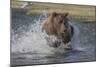 USA, Alaska, Katmai National Park. Grizzly Bear chasing salmon.-Frank Zurey-Mounted Photographic Print