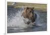 USA, Alaska, Katmai National Park. Grizzly Bear chasing salmon.-Frank Zurey-Framed Photographic Print