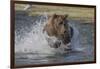 USA, Alaska, Katmai National Park. Grizzly Bear chasing salmon.-Frank Zurey-Framed Photographic Print