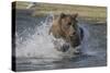 USA, Alaska, Katmai National Park. Grizzly Bear chasing salmon.-Frank Zurey-Stretched Canvas