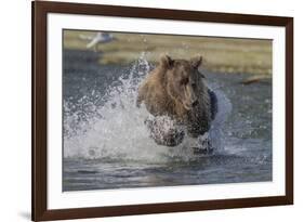 USA, Alaska, Katmai National Park. Grizzly Bear chasing salmon.-Frank Zurey-Framed Premium Photographic Print