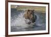 USA, Alaska, Katmai National Park. Grizzly Bear chasing salmon.-Frank Zurey-Framed Premium Photographic Print