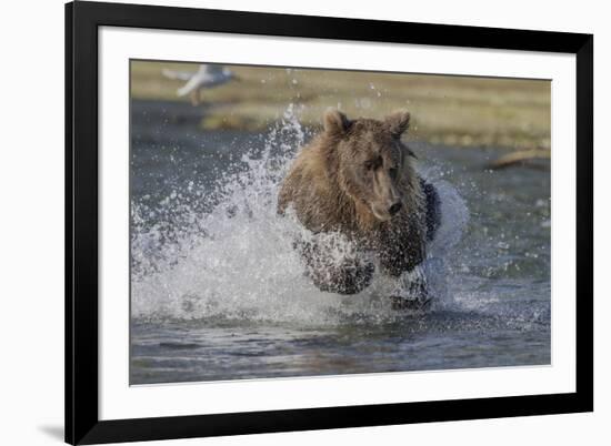 USA, Alaska, Katmai National Park. Grizzly Bear chasing salmon.-Frank Zurey-Framed Premium Photographic Print