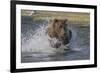 USA, Alaska, Katmai National Park. Grizzly Bear chasing salmon.-Frank Zurey-Framed Premium Photographic Print