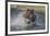 USA, Alaska, Katmai National Park. Grizzly Bear chasing salmon.-Frank Zurey-Framed Premium Photographic Print