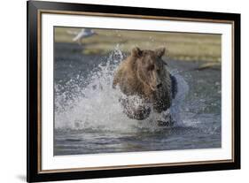 USA, Alaska, Katmai National Park. Grizzly Bear chasing salmon.-Frank Zurey-Framed Premium Photographic Print