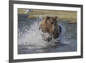 USA, Alaska, Katmai National Park. Grizzly Bear chasing salmon.-Frank Zurey-Framed Premium Photographic Print