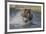 USA, Alaska, Katmai National Park. Grizzly Bear chasing salmon.-Frank Zurey-Framed Premium Photographic Print