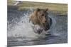 USA, Alaska, Katmai National Park. Grizzly Bear chasing salmon.-Frank Zurey-Mounted Premium Photographic Print