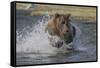 USA, Alaska, Katmai National Park. Grizzly Bear chasing salmon.-Frank Zurey-Framed Stretched Canvas