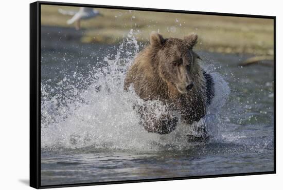 USA, Alaska, Katmai National Park. Grizzly Bear chasing salmon.-Frank Zurey-Framed Stretched Canvas