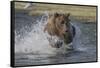 USA, Alaska, Katmai National Park. Grizzly Bear chasing salmon.-Frank Zurey-Framed Stretched Canvas