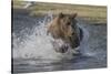 USA, Alaska, Katmai National Park. Grizzly Bear chasing salmon.-Frank Zurey-Stretched Canvas