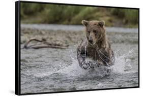 USA, Alaska, Katmai National Park. Grizzly Bear chasing salmon.-Frank Zurey-Framed Stretched Canvas