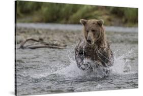 USA, Alaska, Katmai National Park. Grizzly Bear chasing salmon.-Frank Zurey-Stretched Canvas