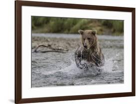 USA, Alaska, Katmai National Park. Grizzly Bear chasing salmon.-Frank Zurey-Framed Premium Photographic Print