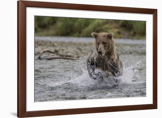 USA, Alaska, Katmai National Park. Grizzly Bear chasing salmon.-Frank Zurey-Framed Premium Photographic Print