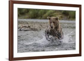 USA, Alaska, Katmai National Park. Grizzly Bear chasing salmon.-Frank Zurey-Framed Premium Photographic Print