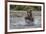 USA, Alaska, Katmai National Park. Grizzly Bear chasing salmon.-Frank Zurey-Framed Premium Photographic Print