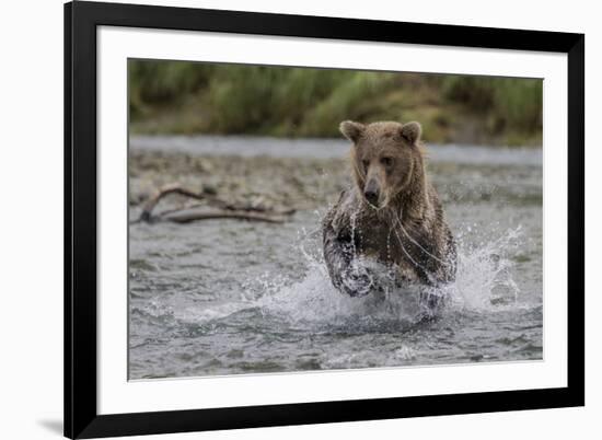 USA, Alaska, Katmai National Park. Grizzly Bear chasing salmon.-Frank Zurey-Framed Premium Photographic Print