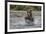 USA, Alaska, Katmai National Park. Grizzly Bear chasing salmon.-Frank Zurey-Framed Premium Photographic Print